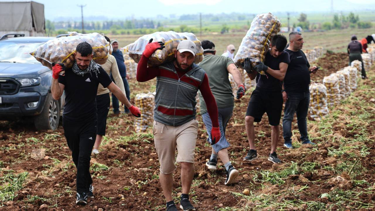‘Özel İşçiler’ Bir Günde Tonlarca Ürünü Yüklüyorlar… Aylık Kazançları Dudak Uçuklattı! Asgari Ücretin Neredeyse 5 Katı