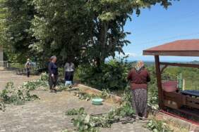 Riskli Hasat Başladı: Canla Başla Toplanıyor, Kilosu 3 Bin TL’ye Satılıyor: 1 Kere Eken Bütün Yıl Parasını Yiyor