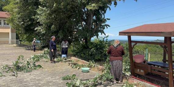 Riskli Hasat Başladı: Canla Başla Toplanıyor, Kilosu 3 Bin TL’ye Satılıyor: 1 Kere Eken Bütün Yıl Parasını Yiyor