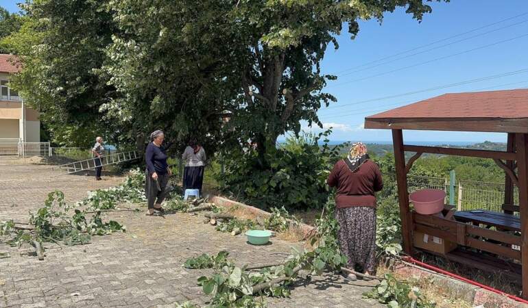 Riskli Hasat Başladı: Canla Başla Toplanıyor, Kilosu 3 Bin TL’ye Satılıyor: 1 Kere Eken Bütün Yıl Parasını Yiyor