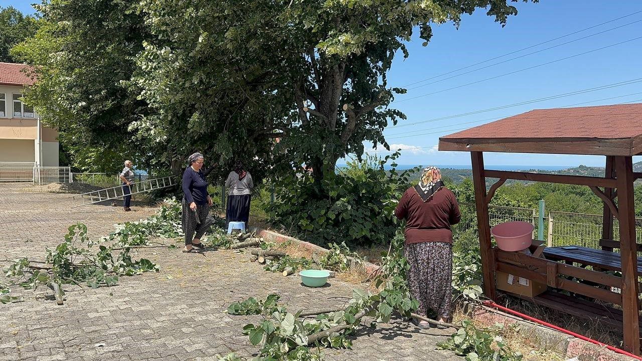Riskli Hasat Başladı: Canla Başla Toplanıyor, Kilosu 3 Bin TL’ye Satılıyor: 1 Kere Eken Bütün Yıl Parasını Yiyor
