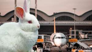 Sabiha Gökçen’de ‘Tavşan’ Paniği! Pilot Hemen Telsize Sarıldı