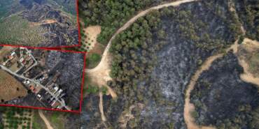 Yemyeşil Ormanlar Artık Kömür Karası…