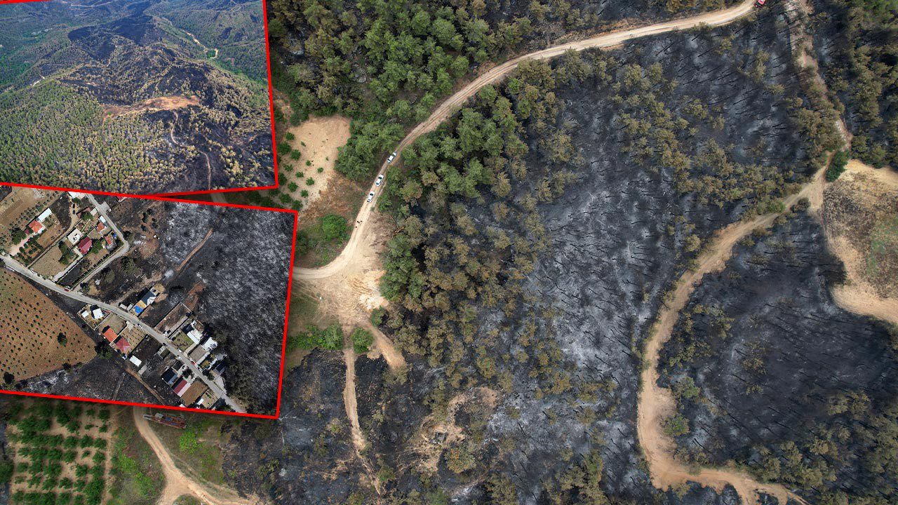 Yemyeşil Ormanlar Artık Kömür Karası…