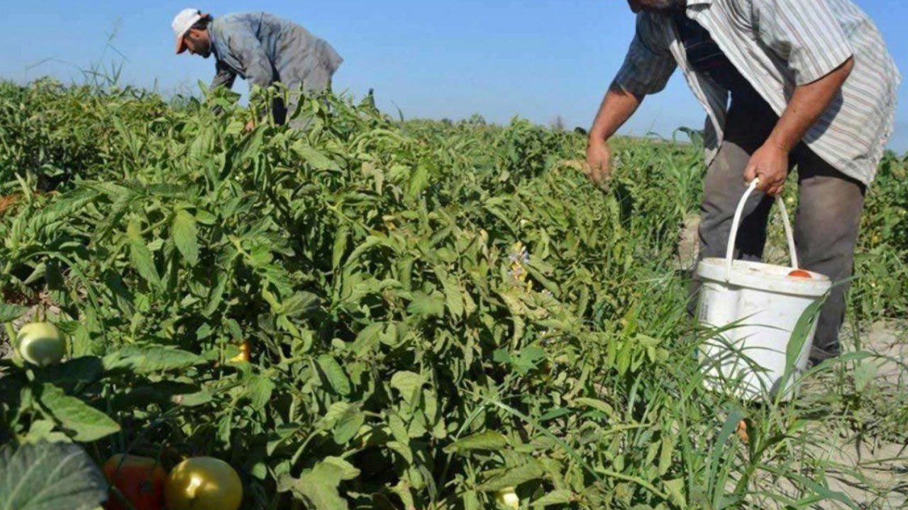 Saksıda ve Bahçede Hasadı 2 Katına Çıkarıyor: Bitkiye Resmen Şifa Oluyor
