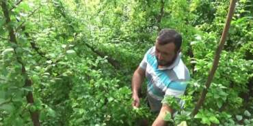 Silifke’de Hasat Başladı! Kilosu 7 Bin 600 Lira Birden Düştü, Tüm Dünya Kapış Kapış Alıyor