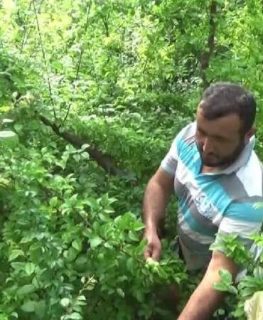 Silifke’de Hasat Başladı! Kilosu 7 Bin 600 Lira Birden Düştü, Tüm Dünya Kapış Kapış Alıyor