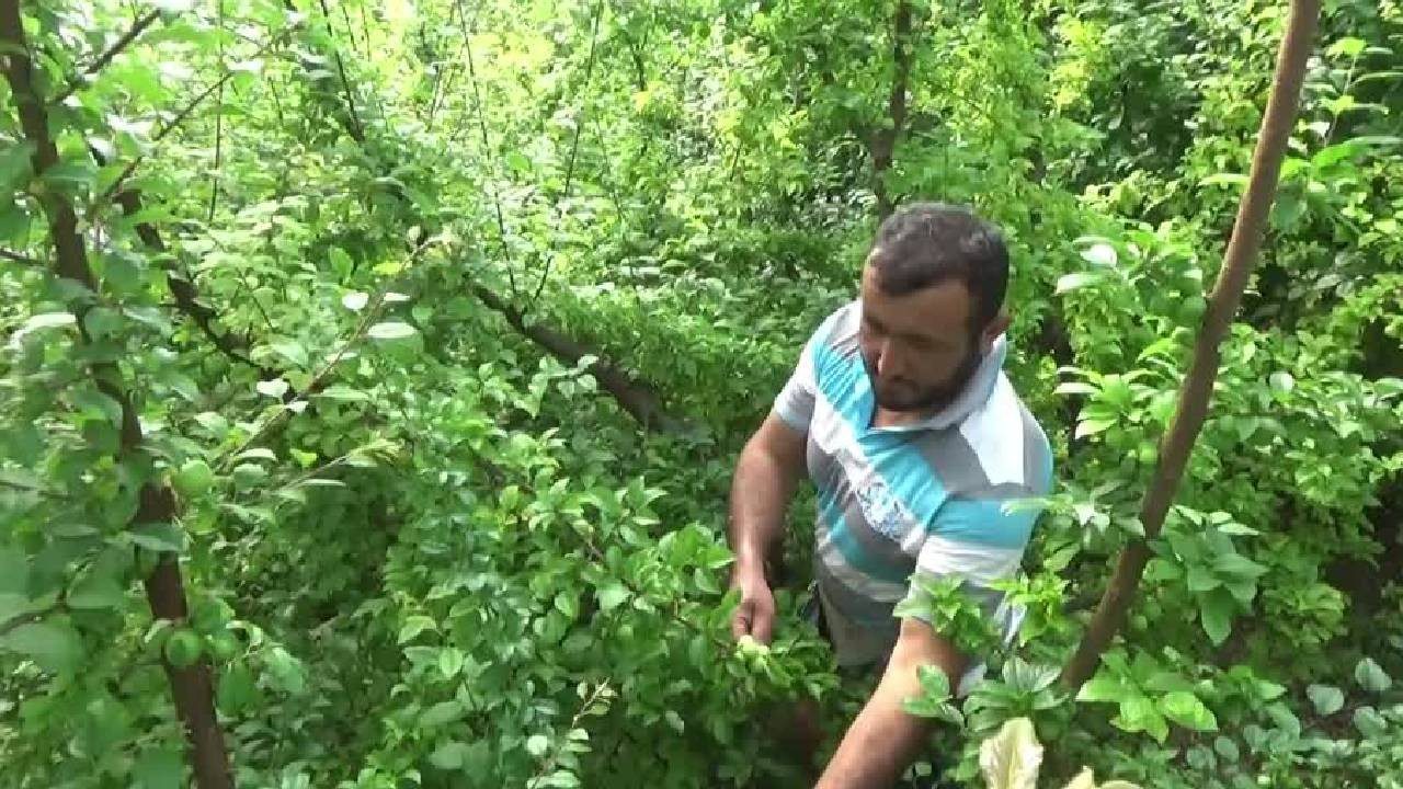 Silifke’de Hasat Başladı! Kilosu 7 Bin 600 Lira Birden Düştü, Tüm Dünya Kapış Kapış Alıyor