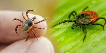 Sivas’ta Kene Alarmı! Vali Açıkladı… Kaç Vaka, Kaç Can Kaybı Var?