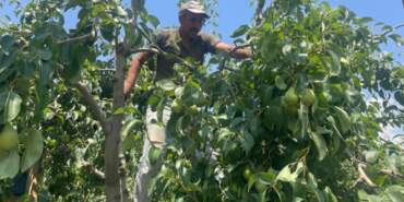 ‘Tek Tek’ Hasat Ediliyor, Günlük 1200 Lira Bırakıyor! Bir Dalı Bile Altın Değerinde