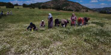Toplayıp, Kurutup, Satıyorlar… Kilosu Bir Yılda Yüzde 100’ün Üzerinde Zamlandı