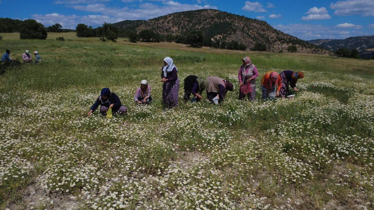 Toplayıp, Kurutup, Satıyorlar… Kilosu Bir Yılda Yüzde 100’ün Üzerinde Zamlandı
