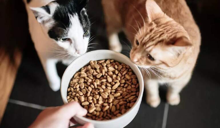 Ünlü Kedi Mamasının İçinden Çıktı! Pet Shop ve Marketlerden Toplatılıyor