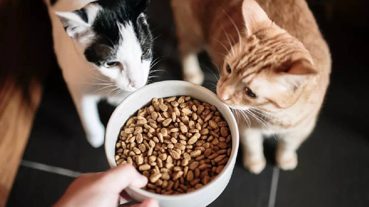 Ünlü Kedi Mamasının İçinden Çıktı! Pet Shop ve Marketlerden Toplatılıyor