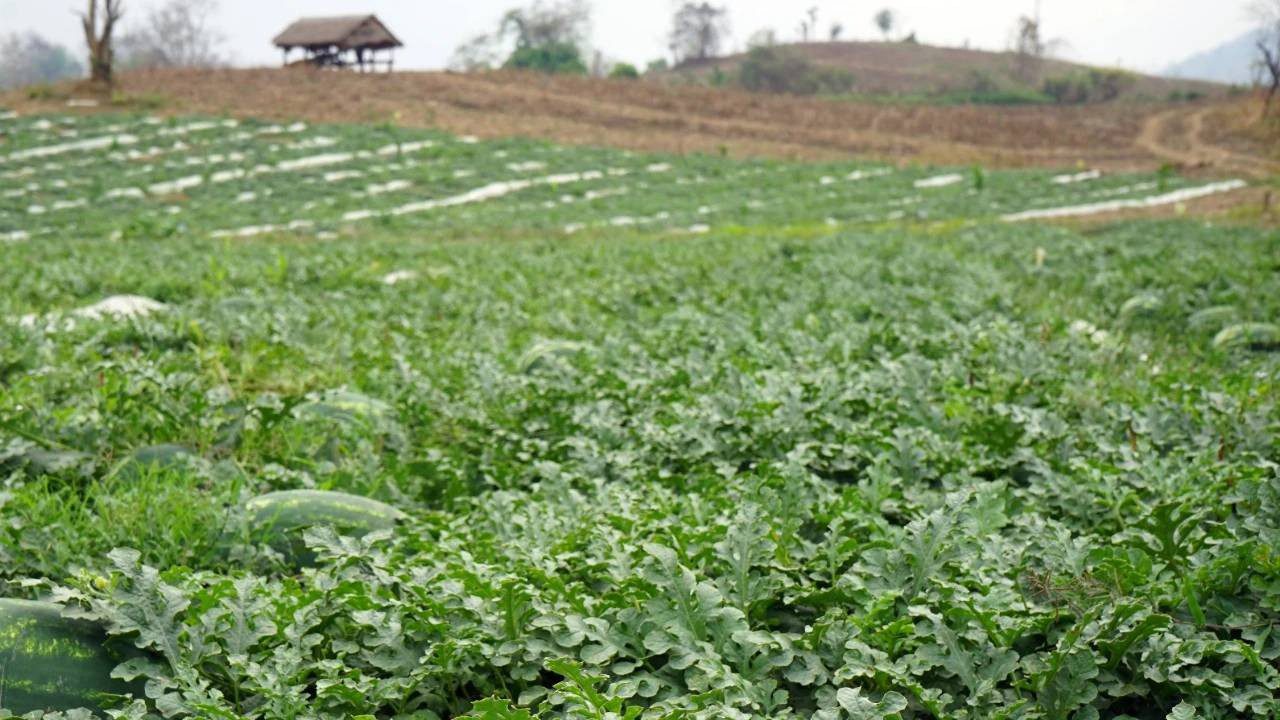 Üretici İsyanda! Tarlada 2 Lira, Markette 30 Lira