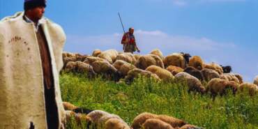 Yabancı Çobanlar Geliyor: İşte Başvuru Detayları