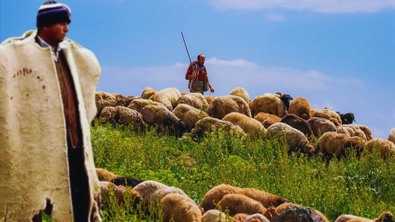 Yabancı Çobanlar Geliyor: İşte Başvuru Detayları