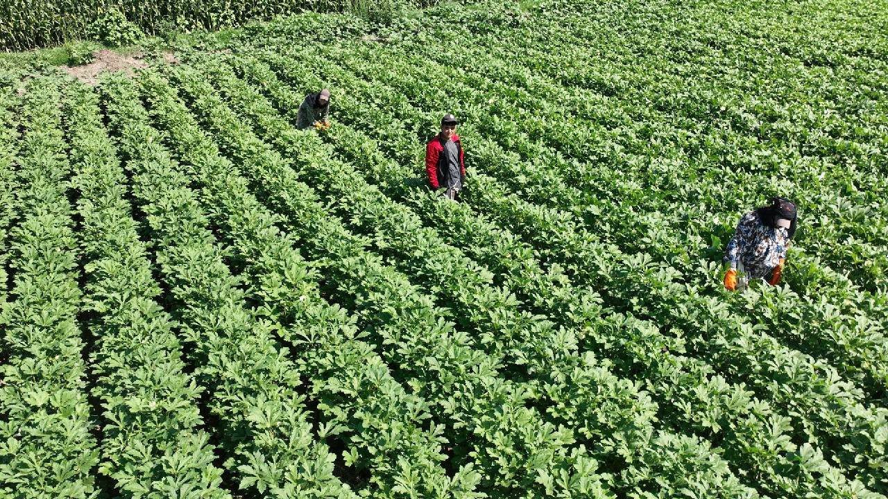 Yeşil Altının Hasadı Başladı: Görünce Kaçan Çok, Yiyince Pişman Olan Yok