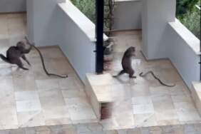 Yılana Kafa Tutan Kedi, Sosyal Medyada Gündem Oldu