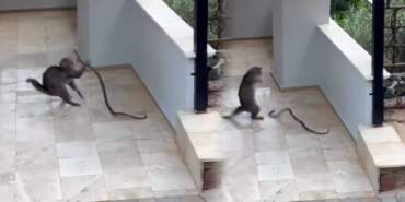 Yılana Kafa Tutan Kedi, Sosyal Medyada Gündem Oldu