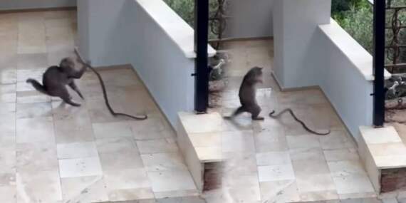 Yılana Kafa Tutan Kedi, Sosyal Medyada Gündem Oldu