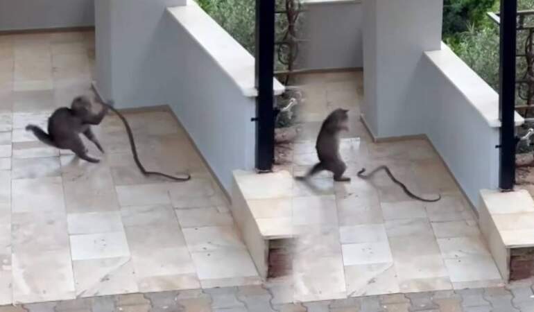 Yılana Kafa Tutan Kedi, Sosyal Medyada Gündem Oldu