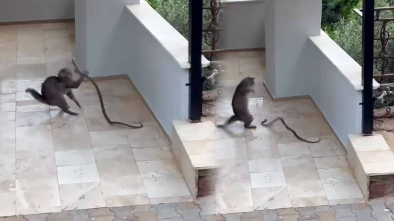 Yılana Kafa Tutan Kedi, Sosyal Medyada Gündem Oldu