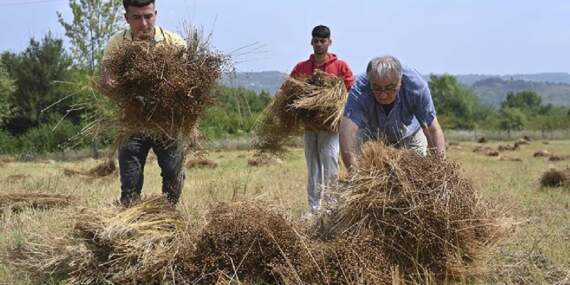 Yolarak Hasat Edildi: 40 Yıl Sonra Toprakla Buluştu, Ayakta Alkışlandı! Görenler Hayran Kaldı