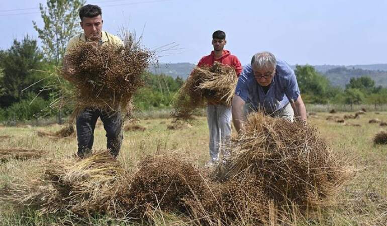 Yolarak Hasat Edildi: 40 Yıl Sonra Toprakla Buluştu, Ayakta Alkışlandı! Görenler Hayran Kaldı