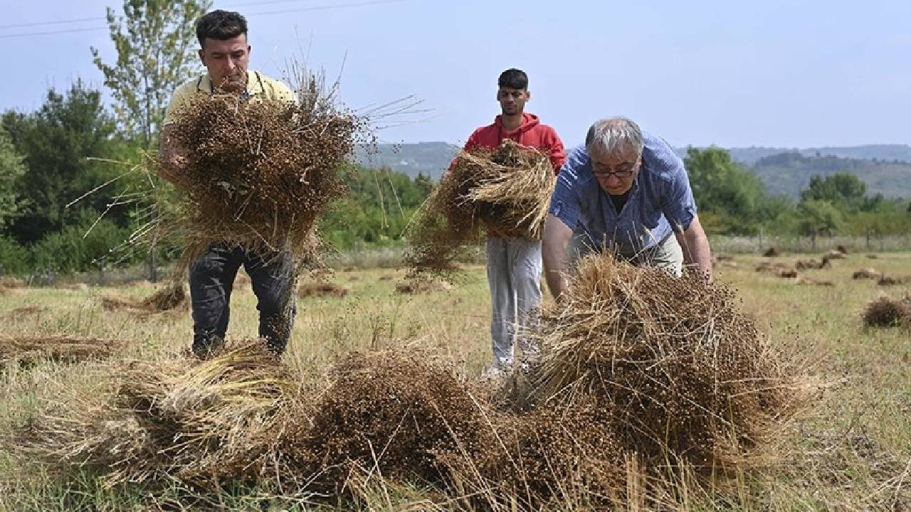 Yolarak Hasat Edildi: 40 Yıl Sonra Toprakla Buluştu, Ayakta Alkışlandı! Görenler Hayran Kaldı