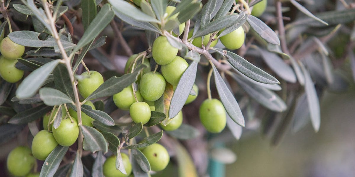 zeytin-agaci.jpg