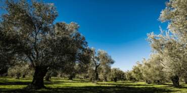 Zeytinlikler İçin Tepki Sürüyor! ‘Yasa Tasarısı Bilimsel Gerçeklere Aykırı’