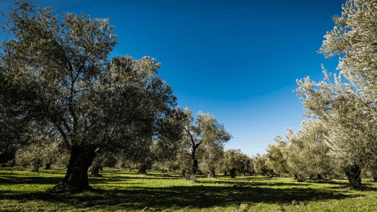 Zeytinlikler İçin Tepki Sürüyor! ‘Yasa Tasarısı Bilimsel Gerçeklere Aykırı’
