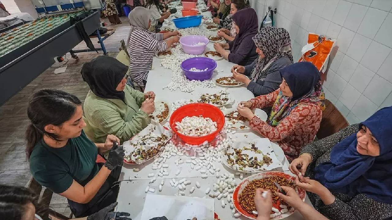 130 Kişi Ordu Gibi Tek Tek Ayıklıyor, Ücretsiz Dağıtıyor: 20 Gün Sürüyor, Türkiye’de Sadece Orada Üretiliyor