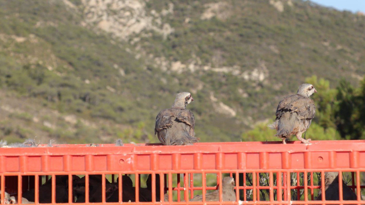 1500 Keklik İzmir’de Doğaya Bırakıldı