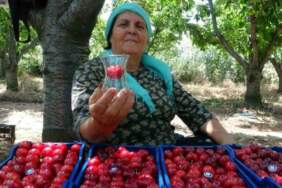 ‘Lapseki devi’ olarak biliniyor, hasadı sadece 10 gün sürüyor! Kilosu bir servet değerinde! Çay bardağına bile sığmıyor