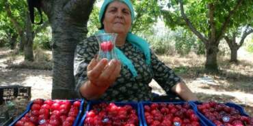 ‘Lapseki devi’ olarak biliniyor, hasadı sadece 10 gün sürüyor! Kilosu bir servet değerinde! Çay bardağına bile sığmıyor