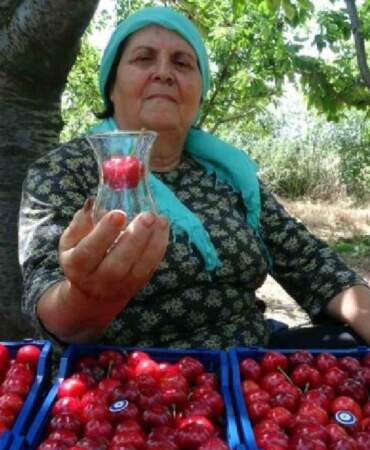 ‘Lapseki devi’ olarak biliniyor, hasadı sadece 10 gün sürüyor! Kilosu bir servet değerinde! Çay bardağına bile sığmıyor