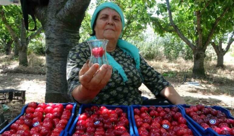 ‘Lapseki devi’ olarak biliniyor, hasadı sadece 10 gün sürüyor! Kilosu bir servet değerinde! Çay bardağına bile sığmıyor