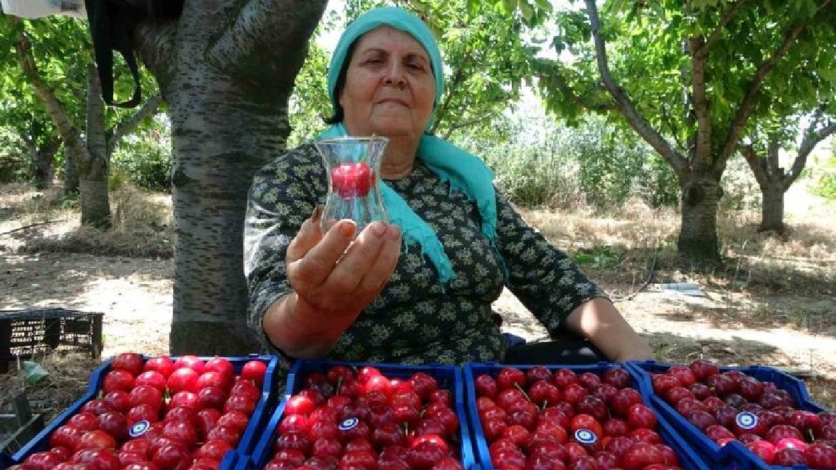 ‘Lapseki devi’ olarak biliniyor, hasadı sadece 10 gün sürüyor! Kilosu bir servet değerinde! Çay bardağına bile sığmıyor