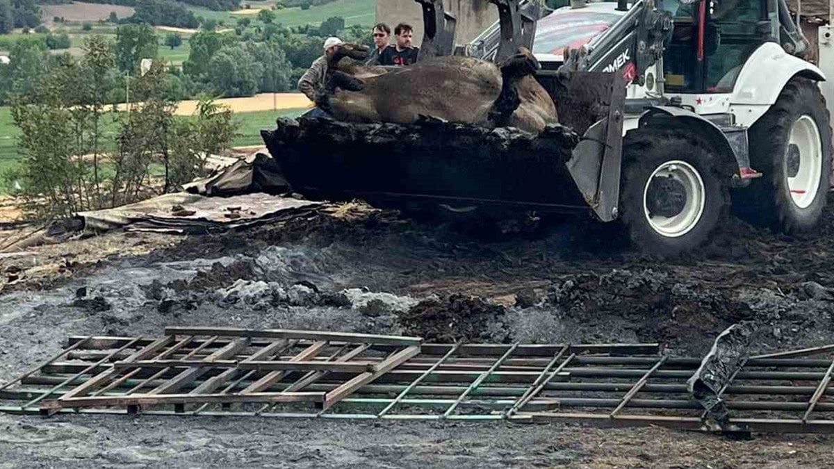 Bilecik’te orman yangınlarının acı bilançosu belli oldu