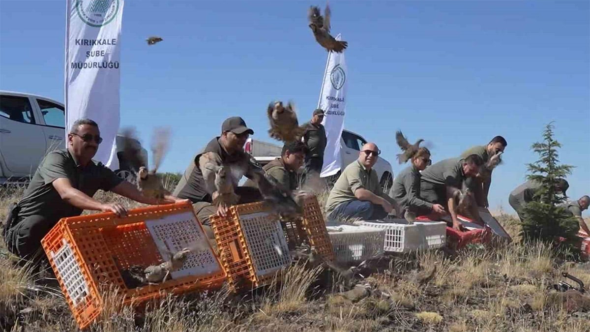 Kene avcısı keklikler doğaya salındı! Yasa dışı avcılığa binlerce lira ceza