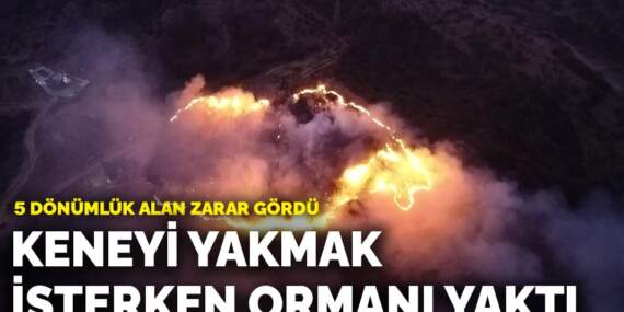 Keneyi yakmak isterken ormanı yaktı: 5 dönümlük alan zarar gördü