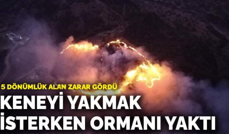 Keneyi yakmak isterken ormanı yaktı: 5 dönümlük alan zarar gördü