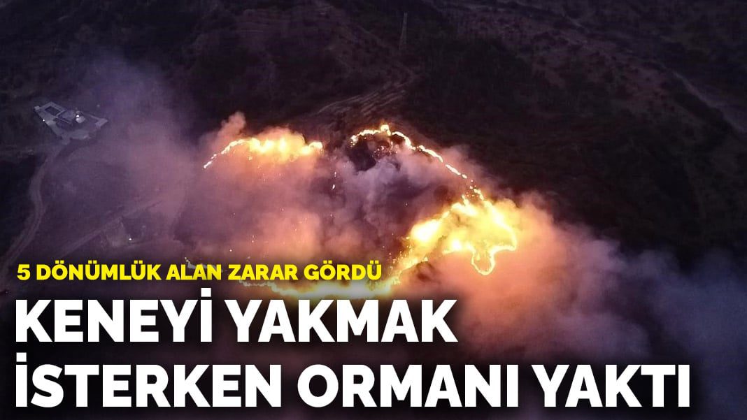 Keneyi yakmak isterken ormanı yaktı: 5 dönümlük alan zarar gördü