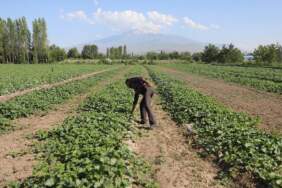 Türkiye’nin en kurak ilinde hasat başladı! Geçen yıl 6-7 ton verim alınmıştı bu yıl beklenti 10 bin tonun üzerine çıktı!
