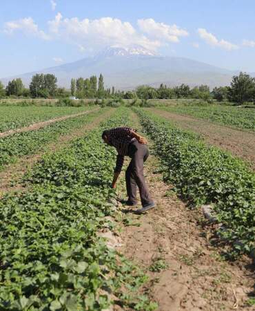 Türkiye’nin en kurak ilinde hasat başladı! Geçen yıl 6-7 ton verim alınmıştı bu yıl beklenti 10 bin tonun üzerine çıktı!