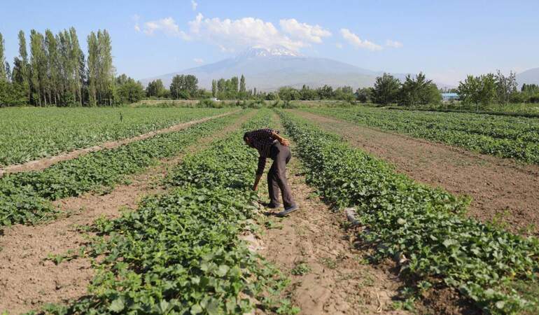 Türkiye’nin en kurak ilinde hasat başladı! Geçen yıl 6-7 ton verim alınmıştı bu yıl beklenti 10 bin tonun üzerine çıktı!