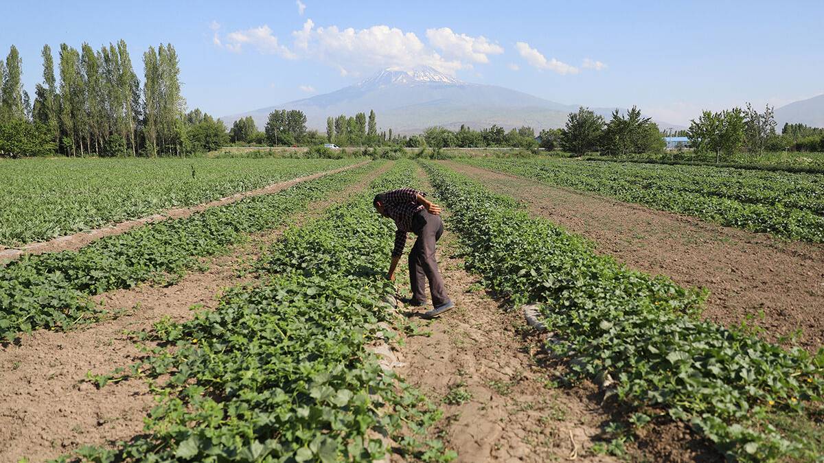 Türkiye’nin en kurak ilinde hasat başladı! Geçen yıl 6-7 ton verim alınmıştı bu yıl beklenti 10 bin tonun üzerine çıktı!