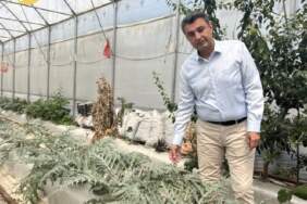 Niğde ve Aksaray’dan getirildi, Türkiye’ye örnek oldu! Yurt dışı bağımlılığı bitiyor: Verimi bol kazancı yüksek